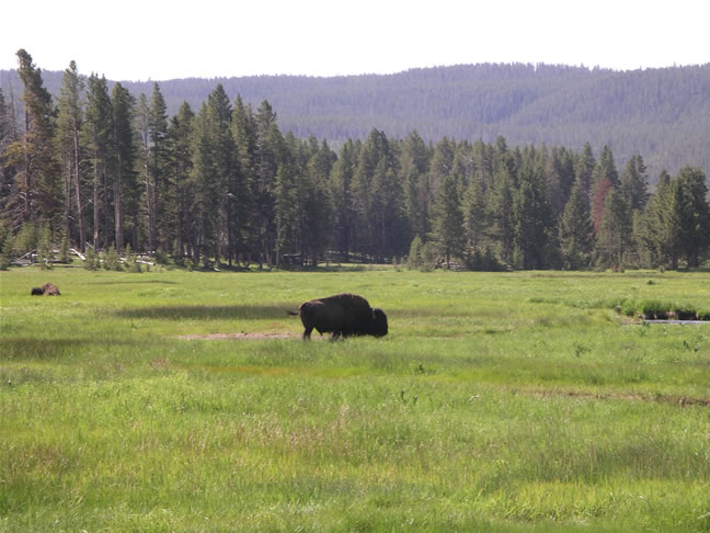 images/B-Sissi & Alex are going to watch the Bison (4).jpg